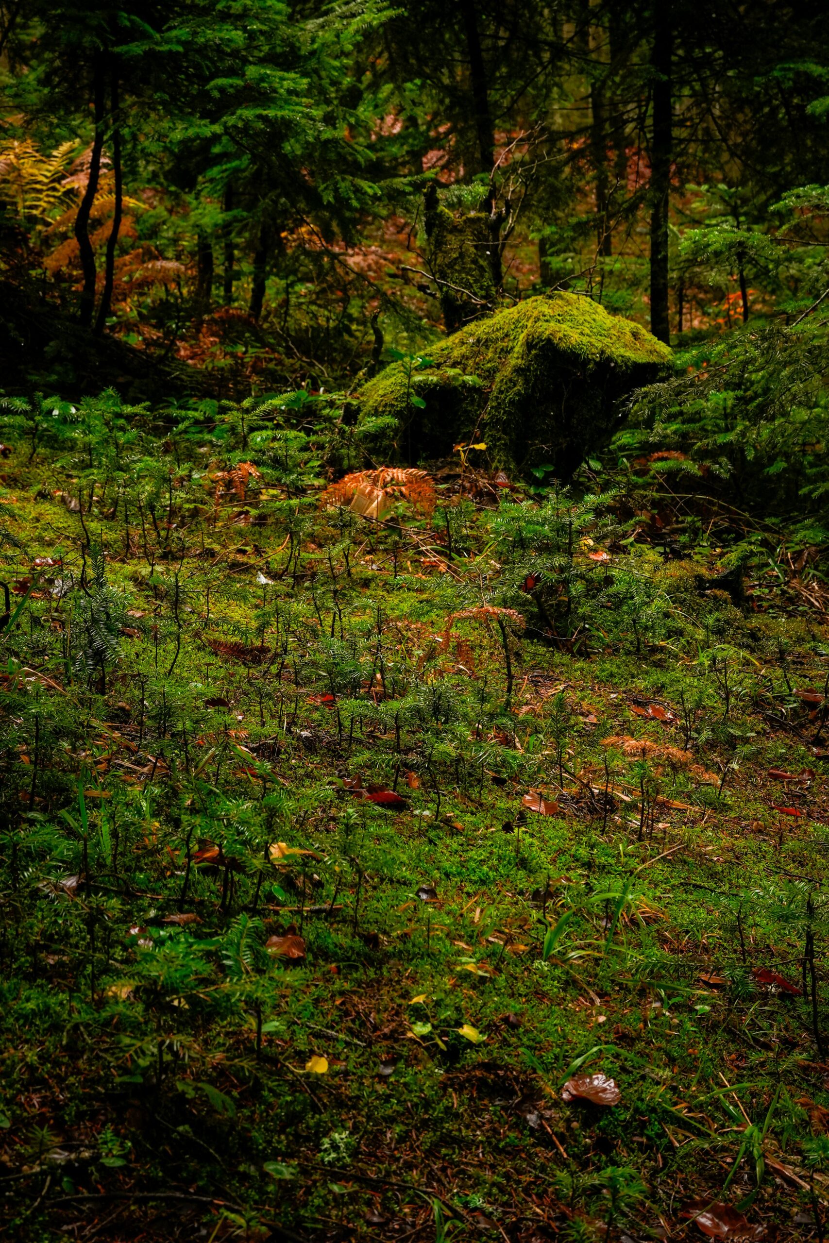 Moos im Wald in Wenigzell